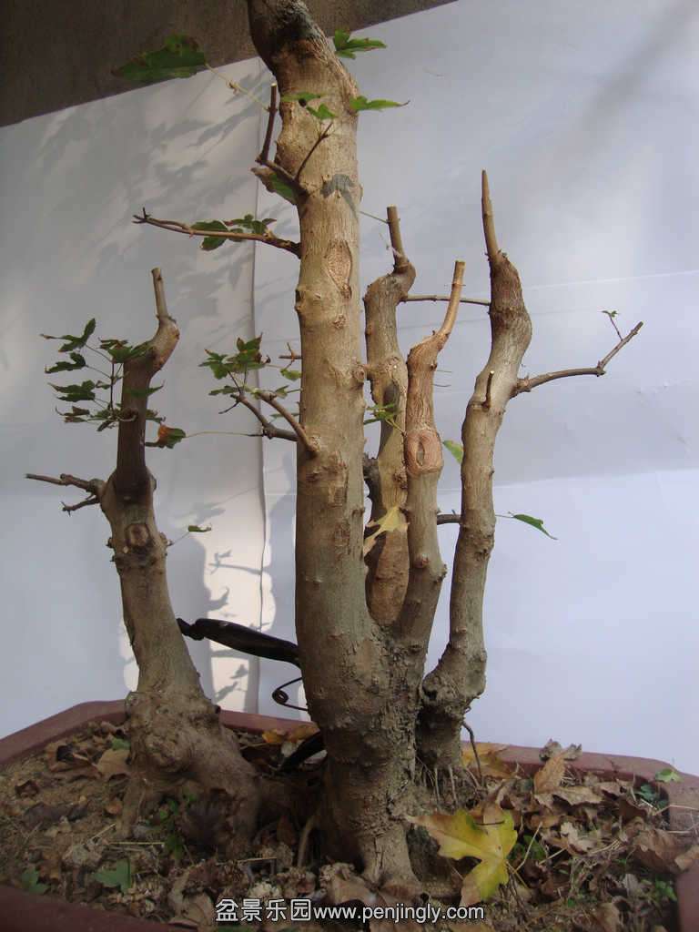DSC09212.JPG
