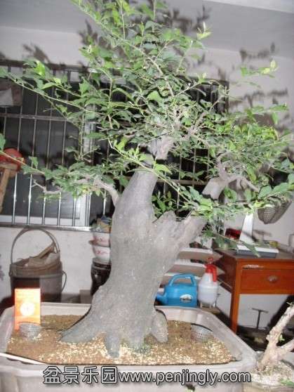 SDC13574.JPG
