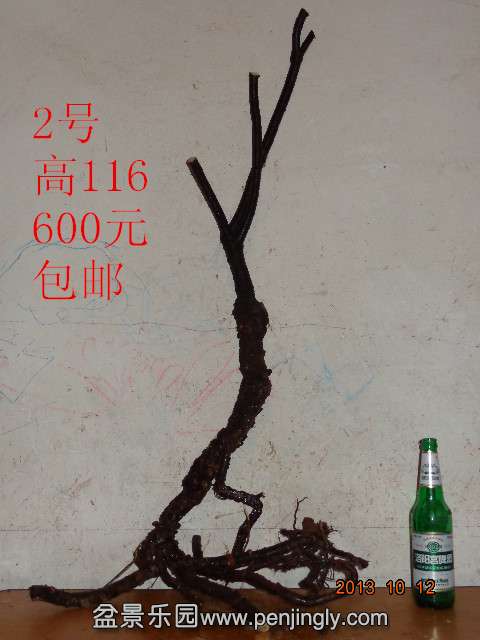 DSC00541_.jpg
