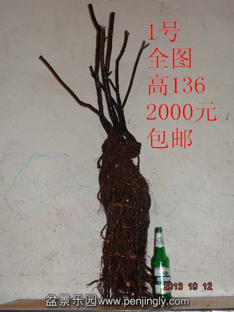 DSC00536_.jpg