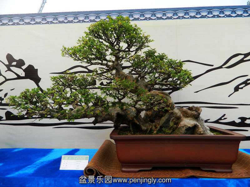 DSCN6313.jpg