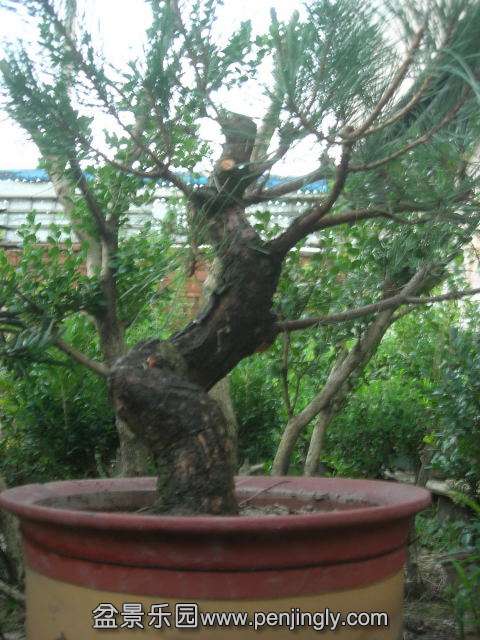 DSCN60110001.JPG