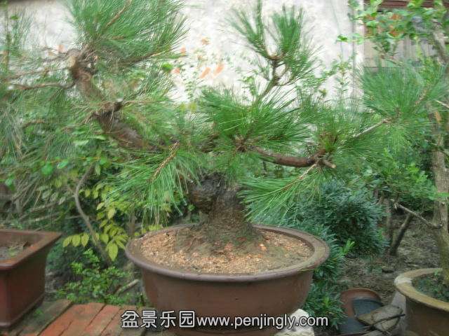 DSCN60140001.JPG