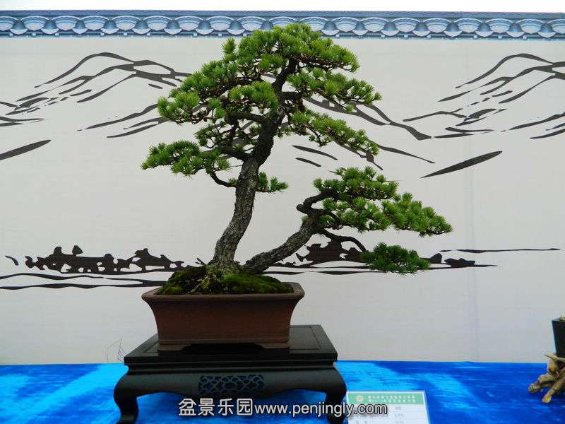 DSCN6332.jpg