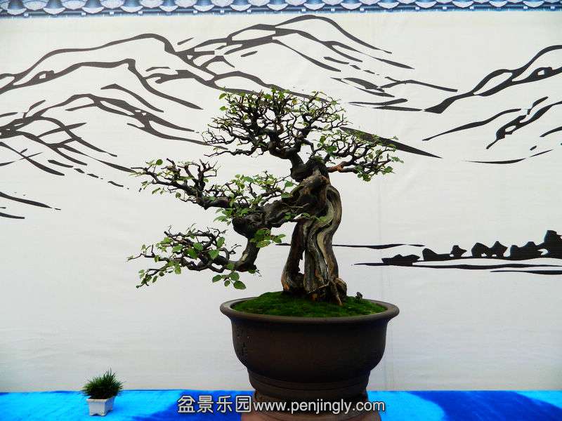 DSCN6335.jpg