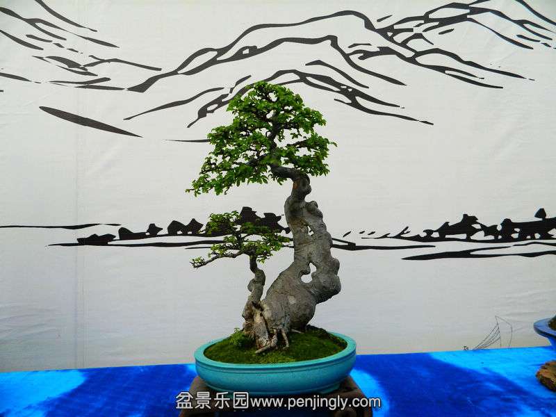 DSCN6336.jpg
