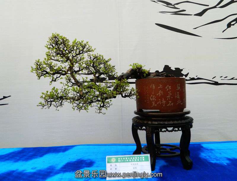DSCN6338.jpg