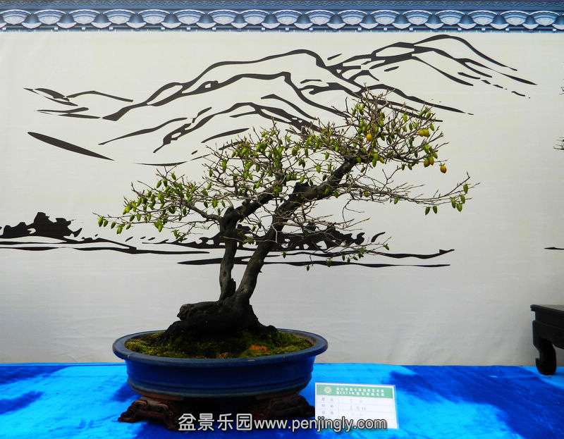 DSCN6339.jpg