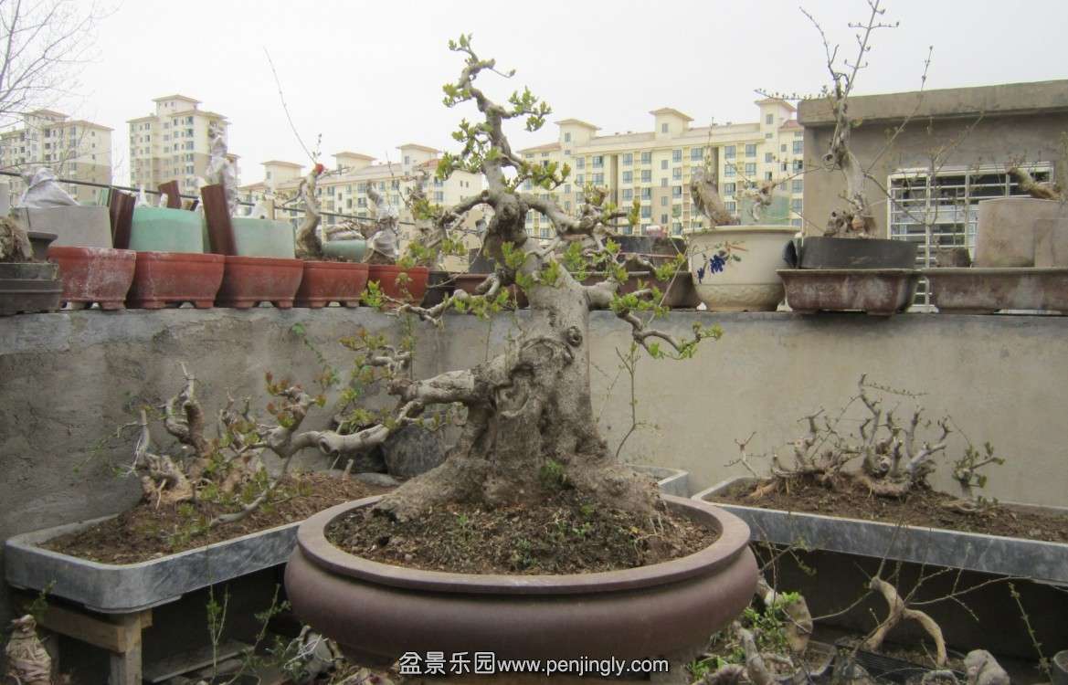 賤55CM