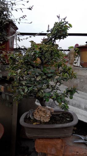 IMG_20131017_174455.jpg