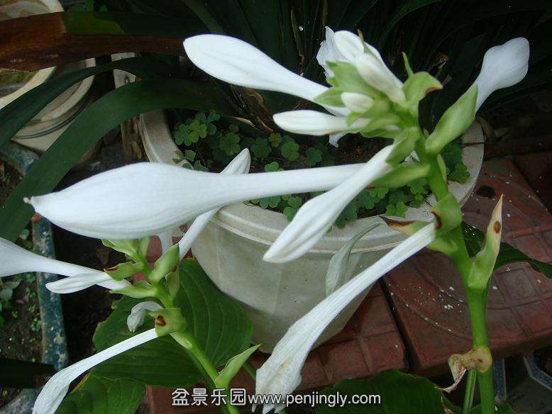 DSC05447.JPG