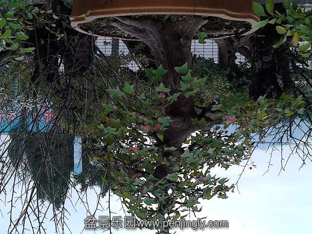 IMG_20131016_163527.jpg