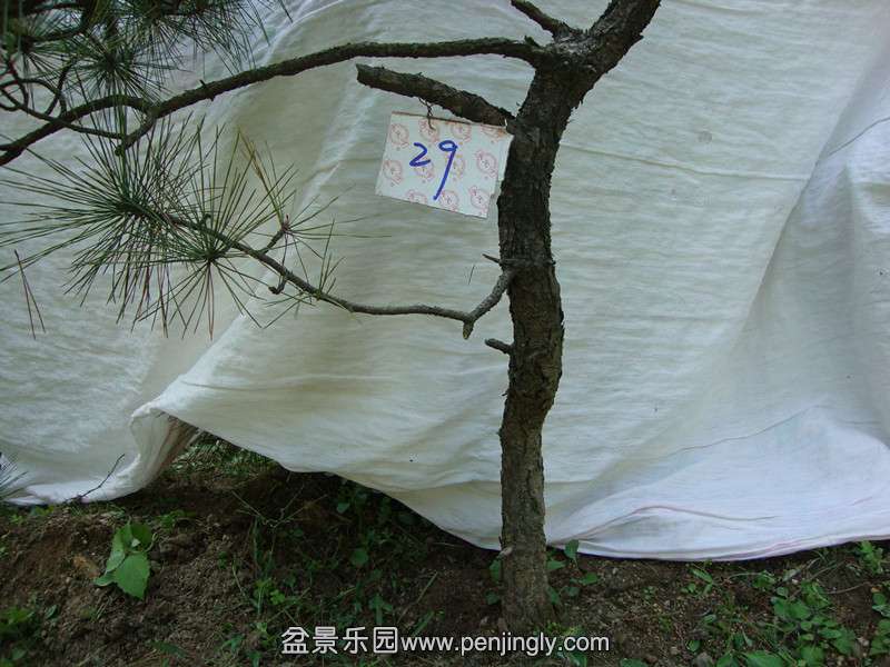 DSC01556_.jpg