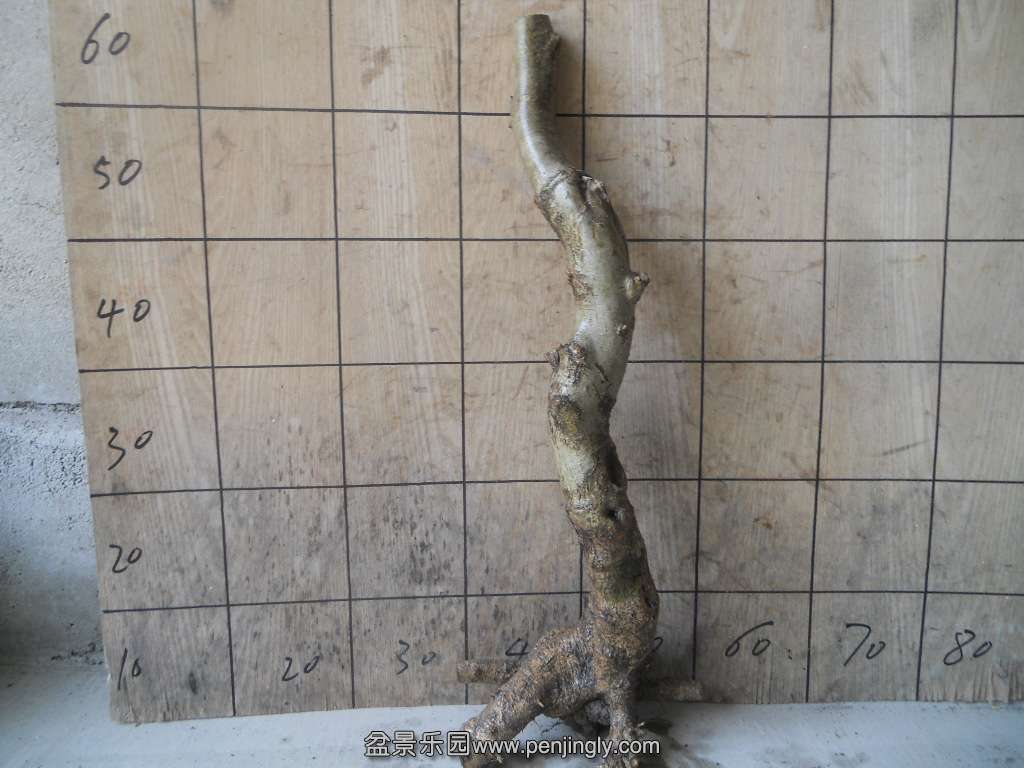 DSCN5031.JPG