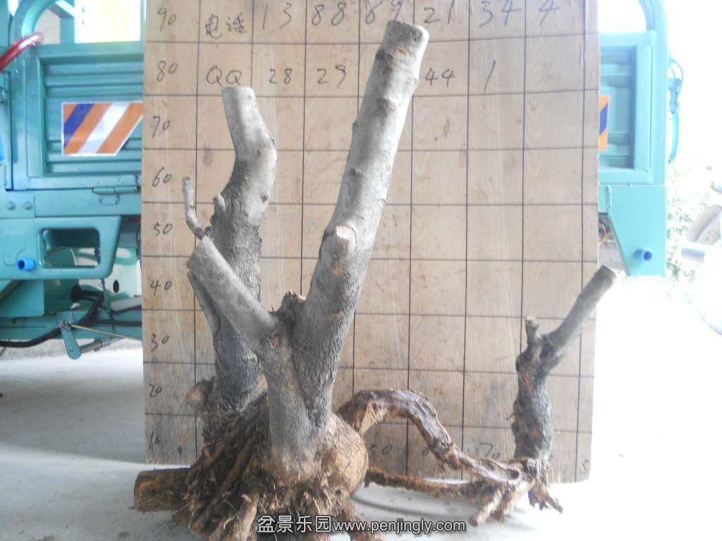 DSCN5036.JPG