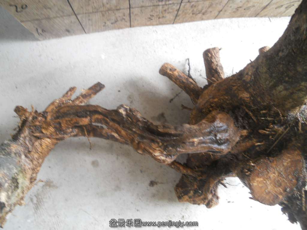 DSCN5038.JPG