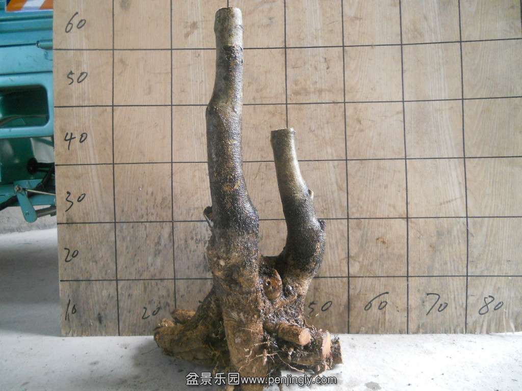 DSCN5043.JPG