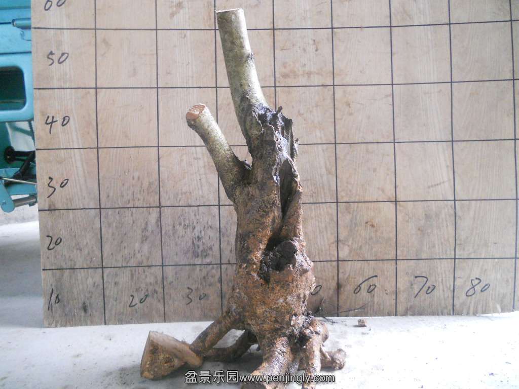 DSCN5050.JPG