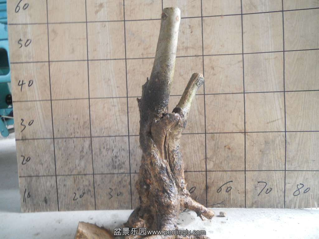 DSCN5051.JPG
