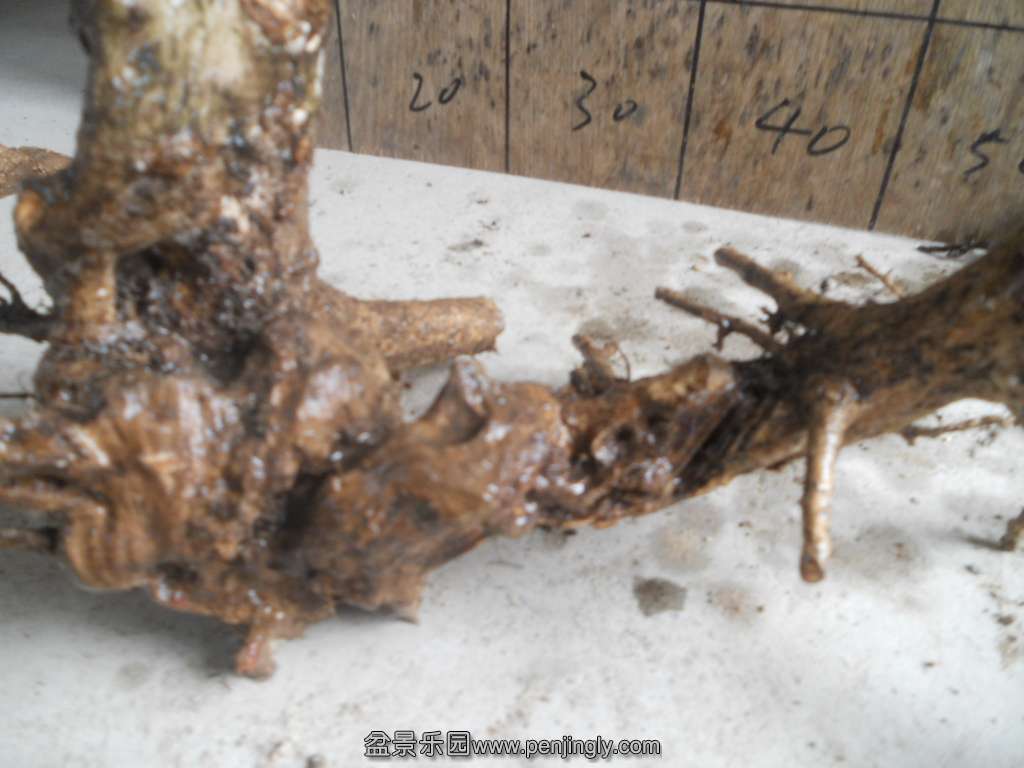 DSCN5055.JPG