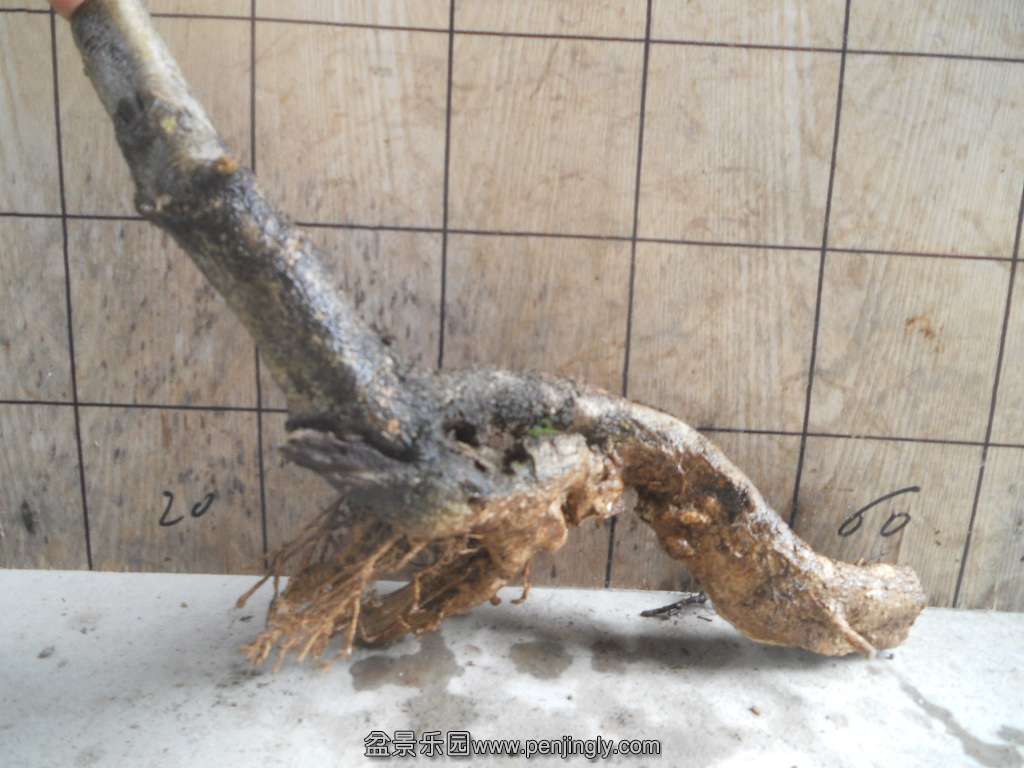 DSCN5056.JPG