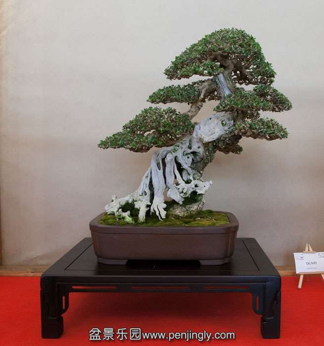 Arco Bonsai 2013 (25).jpg