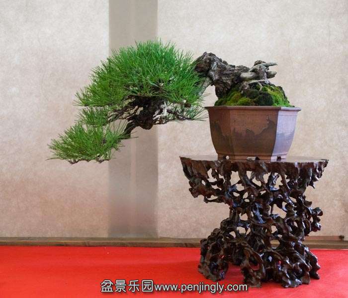 Arco Bonsai 2013 (26).jpg
