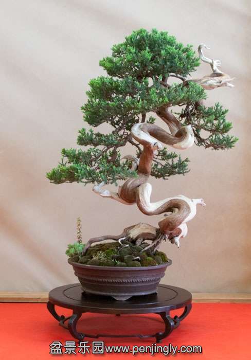 Arco Bonsai 2013 (33).jpg