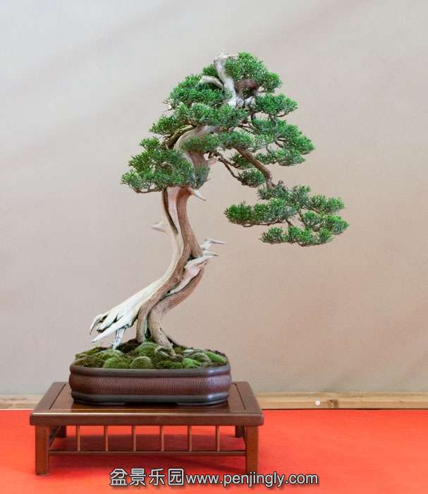 Arco Bonsai 2013 (34).jpg