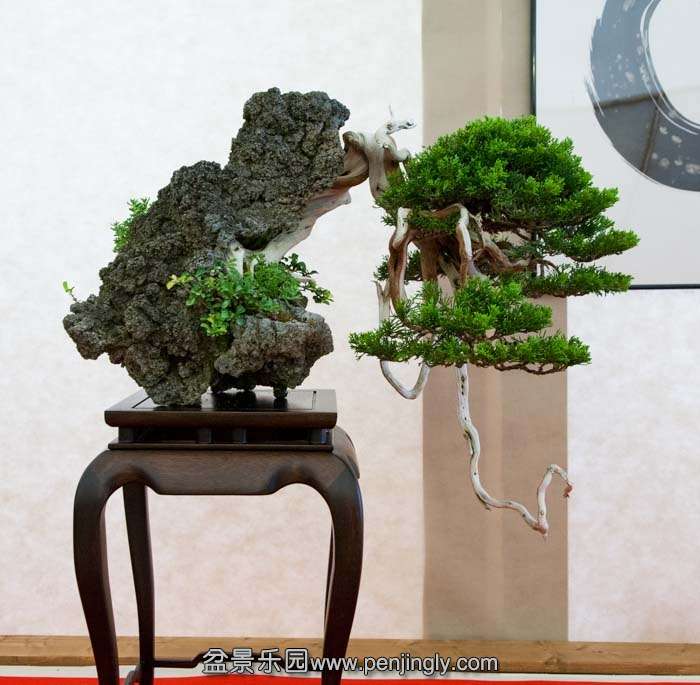 Arco Bonsai 2013 (35).jpg