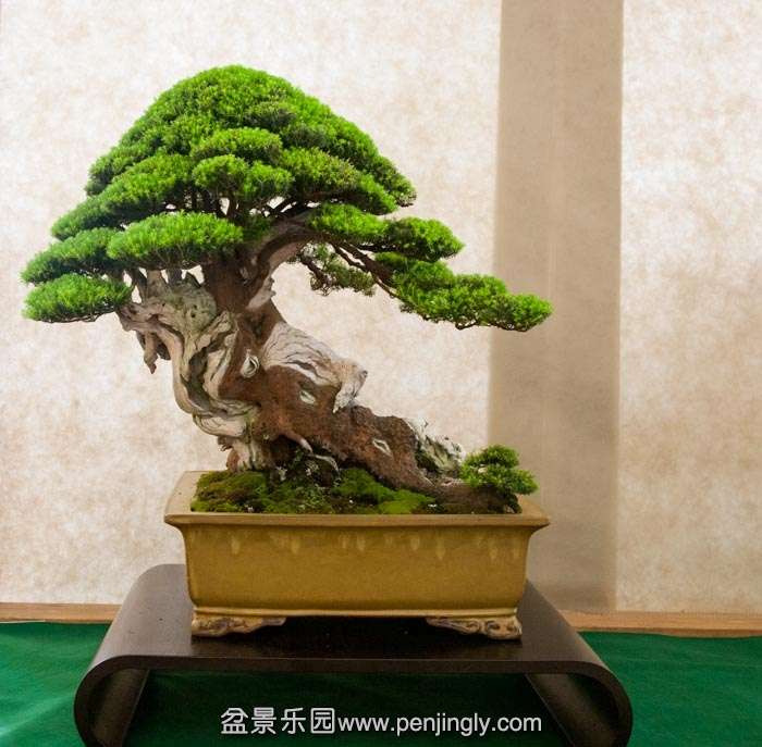 Arco Bonsai 2013 (40).jpg