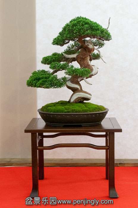 Arco Bonsai 2013 (50).jpg