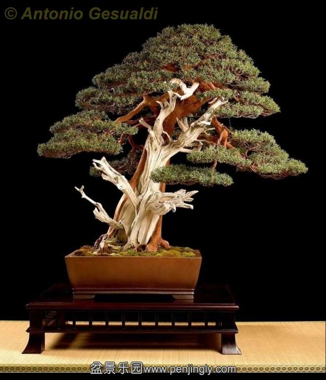 Juniperus chinensis Antonio Gesualdi.jpg