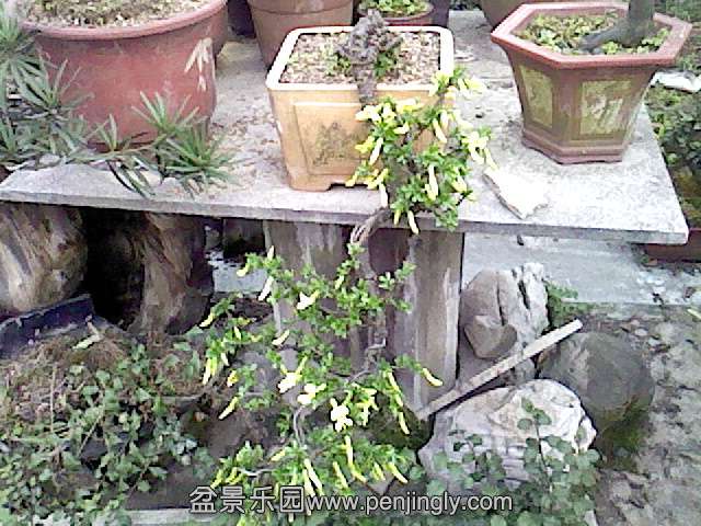 IMG0081A.jpg