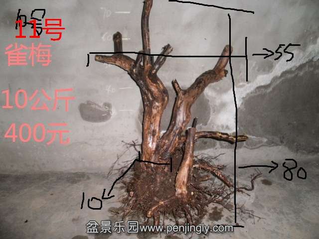 PA220001.JPG