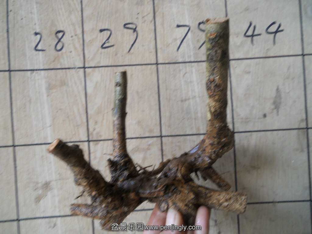 DSCN5093.JPG