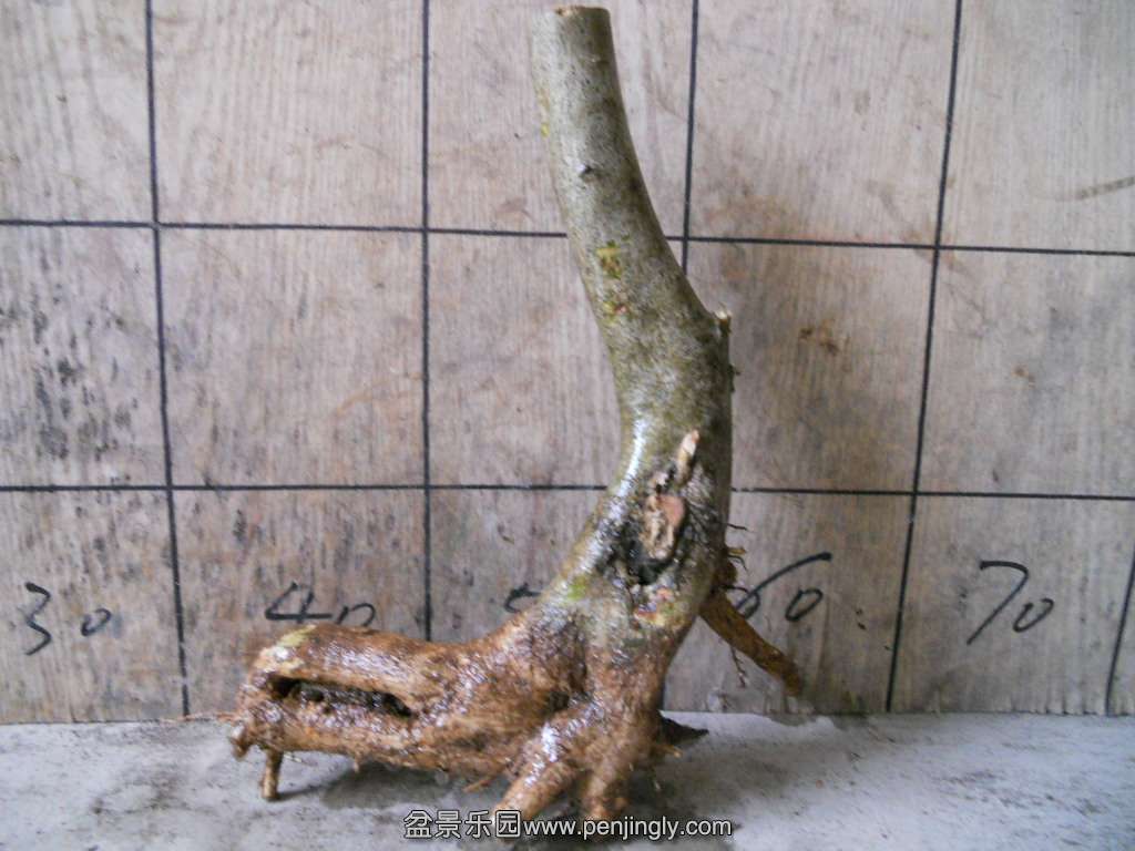 DSCN5099.JPG