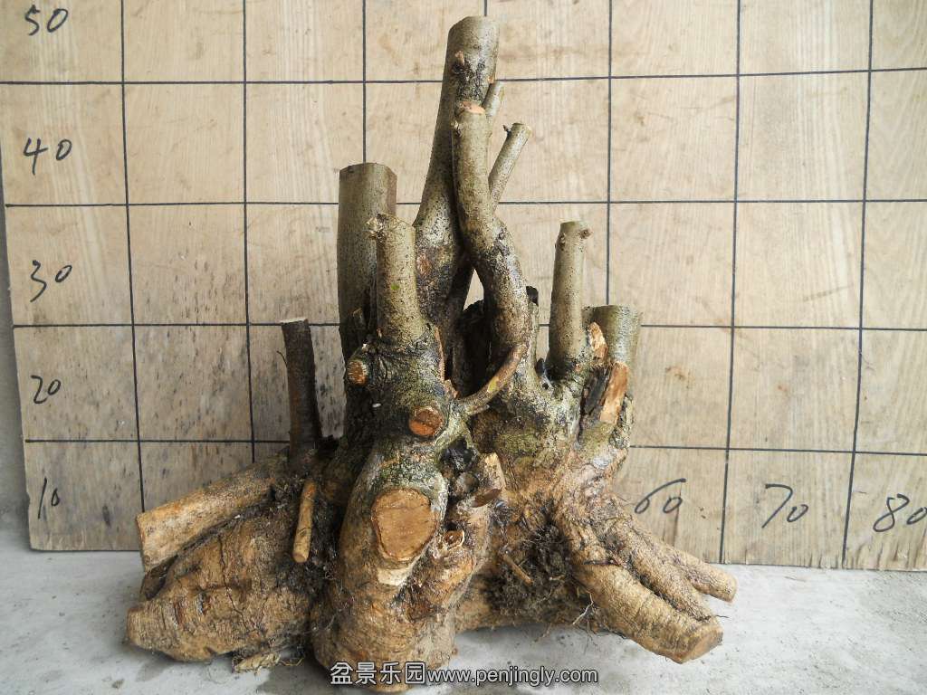 DSCN5120.JPG