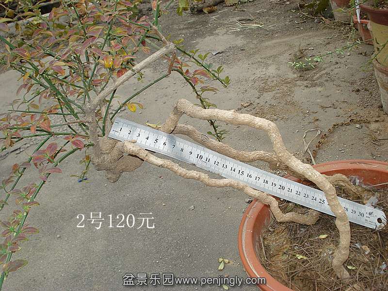 DSC06427_.jpg