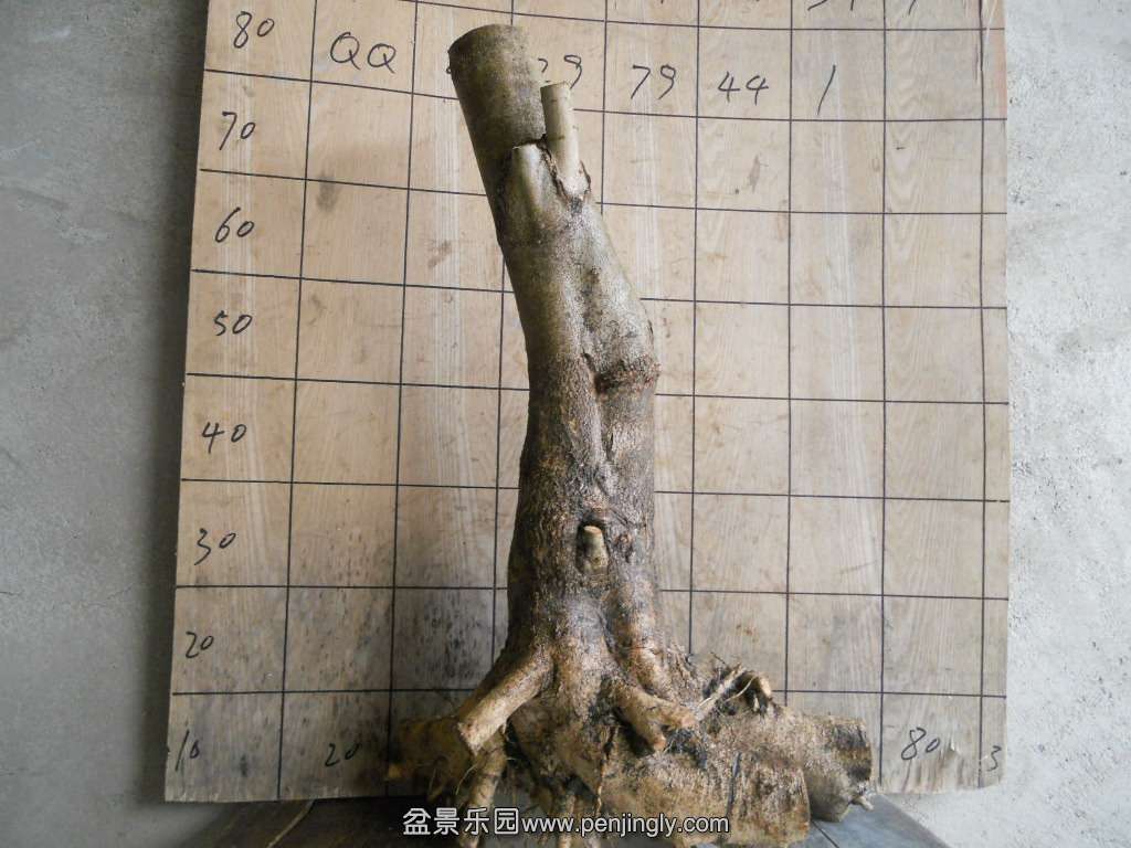 DSCN5166.JPG