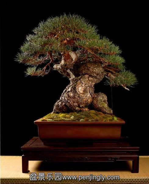 Pinus-Sylvestris2.jpg