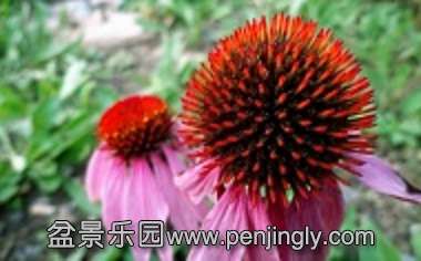 coneflower.jpg