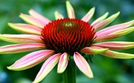 coneflower-001.jpg