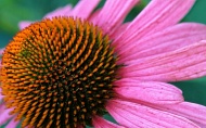 coneflower-002.jpg
