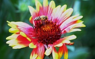 coneflower-004.jpg