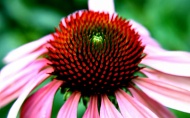 coneflower-005.jpg