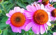 coneflower-006.jpg