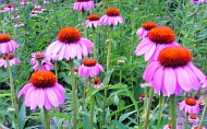 coneflower-007.jpg