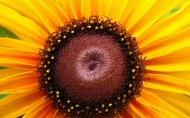 coneflower-009.jpg