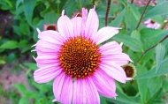 coneflower-010.jpg